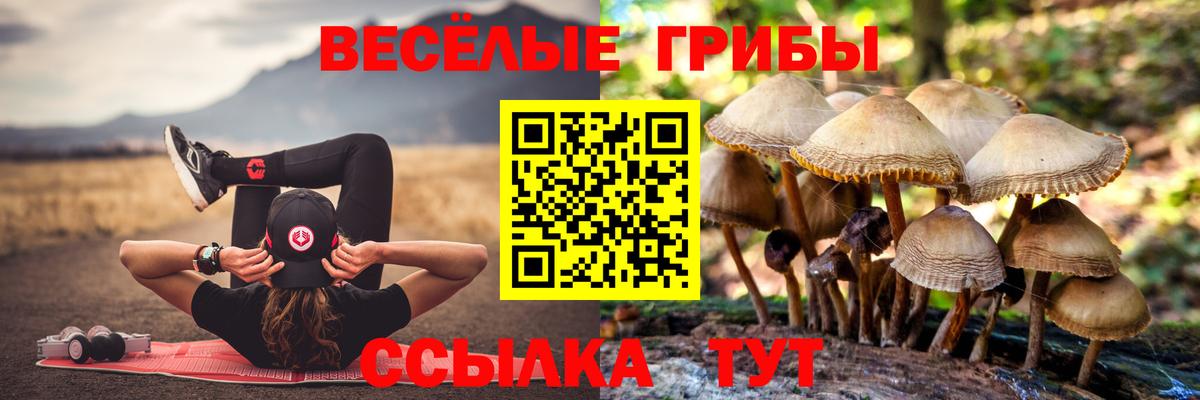 Галлюциногенные грибы Psilocybine cubensis Москва